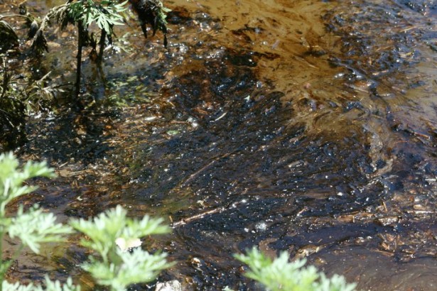 Una nuova 'marea nera' nel fiume Yellowstone