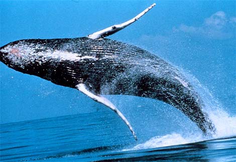 Balene: nessun Santuario nel Sud dell'Oceano Atlantico