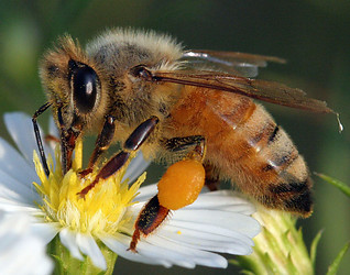 L’apicoltura va in città, coltivare il miele su tetti e balconi