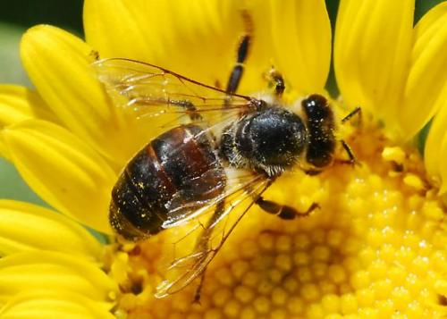 Caldo: api stremate riducono i voli. Miele a rischio