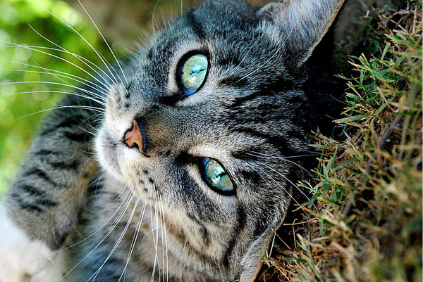 Svizzera: ancora legittima la caccia ai gatti randagi