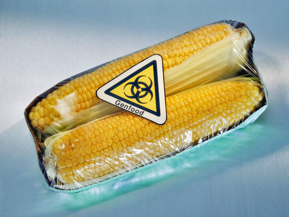 Friuli: sequestro di mais OGM. La legge comincia a funzionare