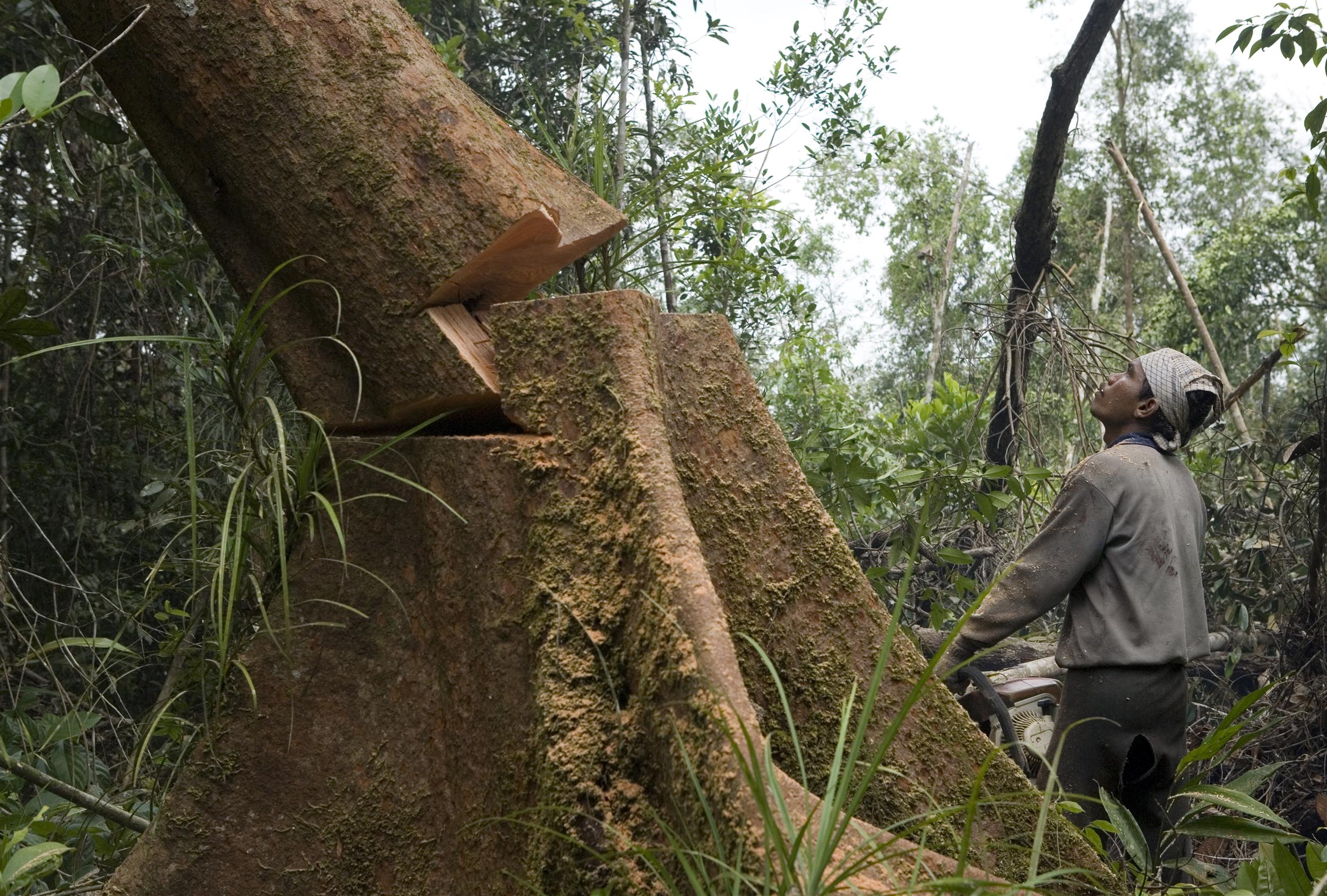 Alberi dal Sud del mondo per le centrali a biomassa del Nord