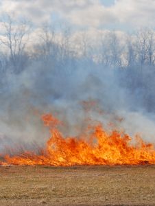 Legambiente: nel 2011 incendi in aumento del 66 per cento