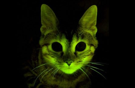 Gatti fluorescenti contro l’Aids. Ma il modello animale è differente da quello umano