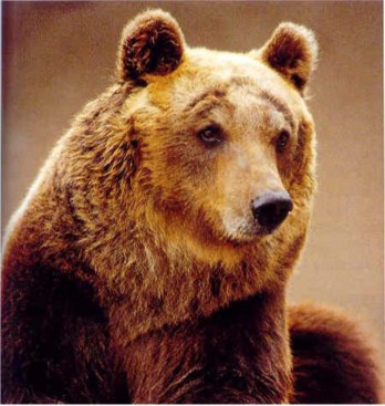 Caccia, in Abruzzo si rischia di far male all'orso