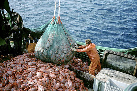 Pesca: dall'Unione europea una proposta di regolamento