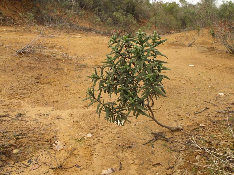 Desertificazione: anche in Italia suoli fertili a rischio degrado