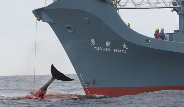 Giappone: Greenpeace condanna l'aumento dei sussidi per la caccia alle balene