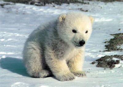 Orsi polari, è allarme estinzione. Lo conferma un nuovo studio IUCN