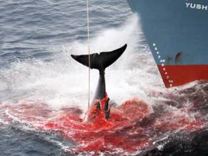 Fukushima, i soldi per le vittime utilizzati per la caccia alle balene