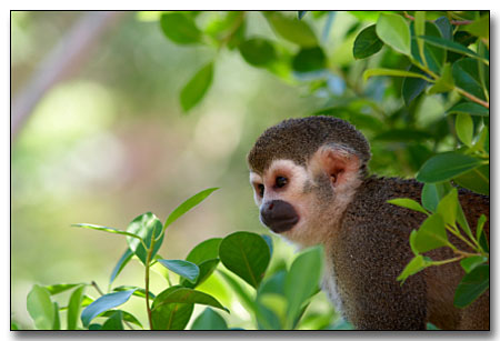 Amazzonia regno della biodiversità: 1200 nuove specie in 10 anni