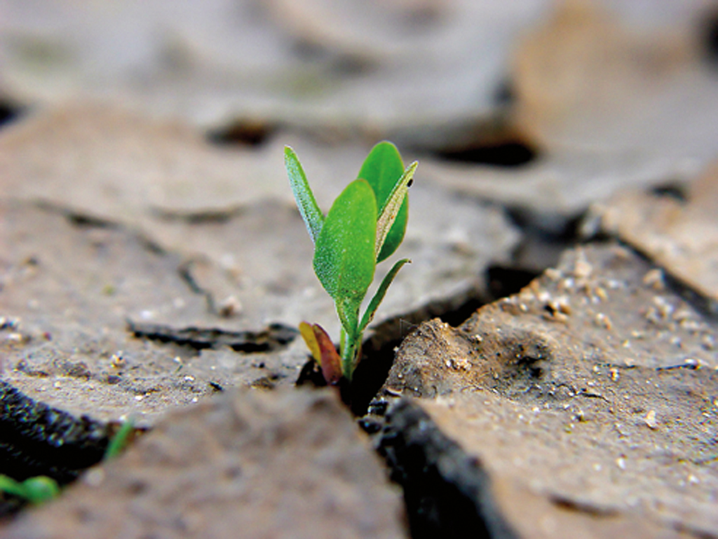 2011, dal Wwf un bilancio ambientale. L'Italia frena ma gli italiani no