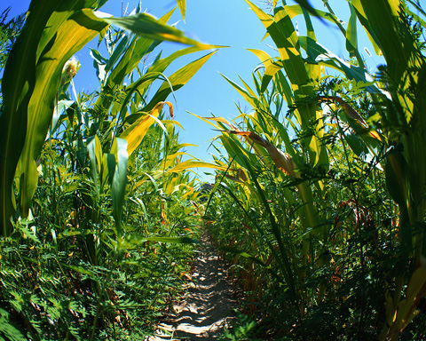 L'Ungheria distrugge il mais OGM, 1000 ettari al macero