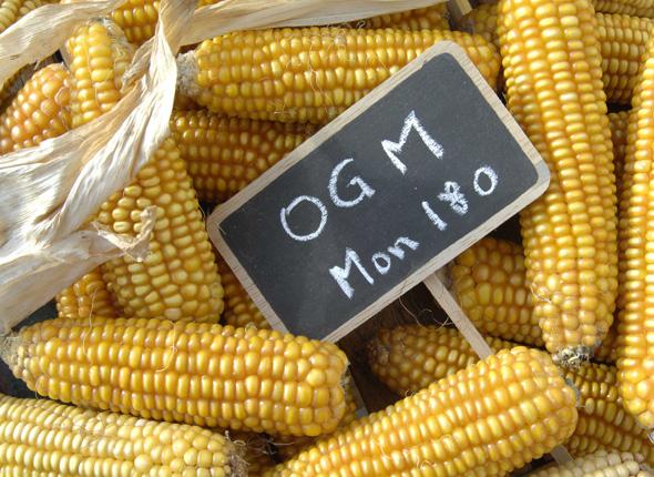 OGM, l’Unione Europea sta con Monsanto