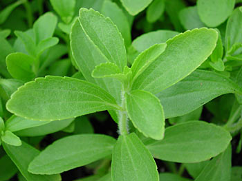 Stevia: sul mercato un dolcificante naturale alternativo allo zucchero