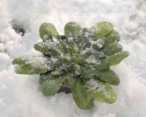 Il gelo brucia le piante in terrazzo: come salvarle
