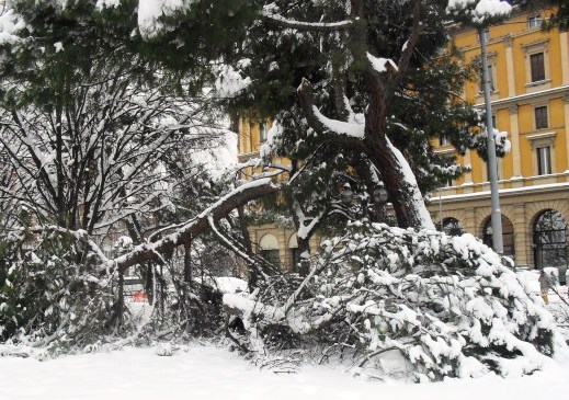 Legno: per la legge italiana quello delle aree verdi urbane è un rifiuto