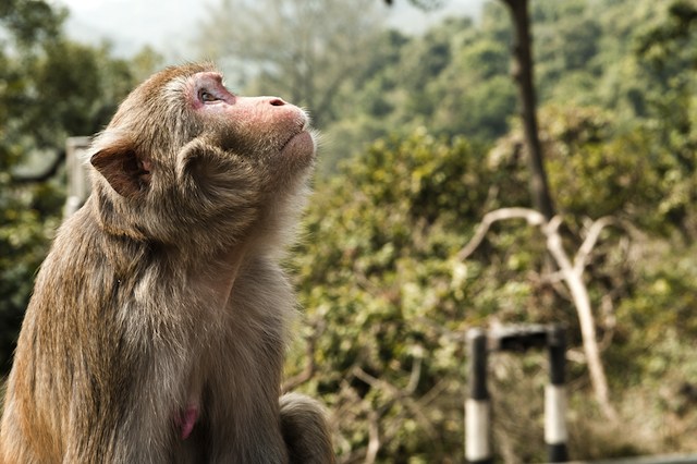 Fukushima: scimmie e cinghiali per testare la radioattività