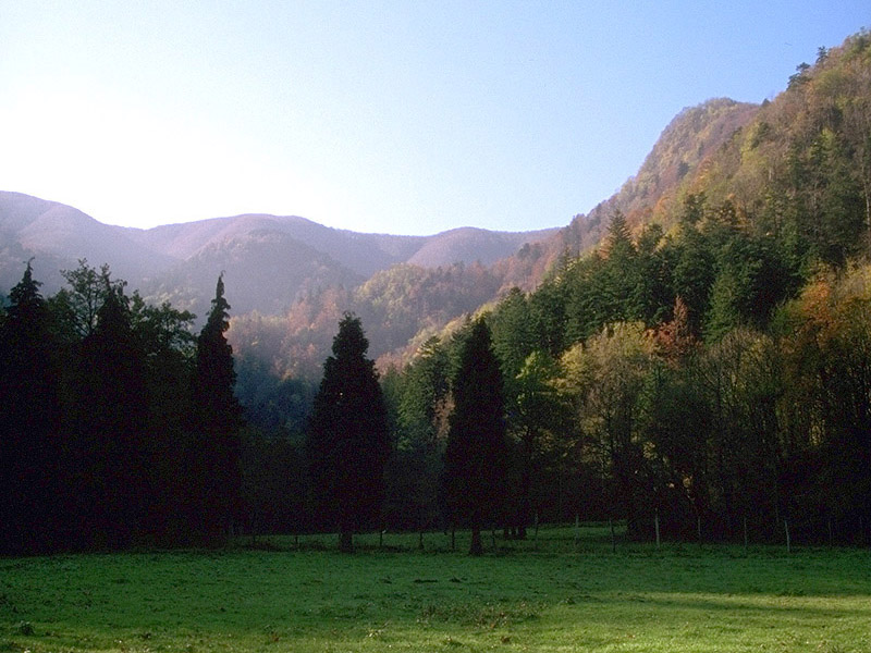 Il Parco Nazionale Foreste Casentinesi