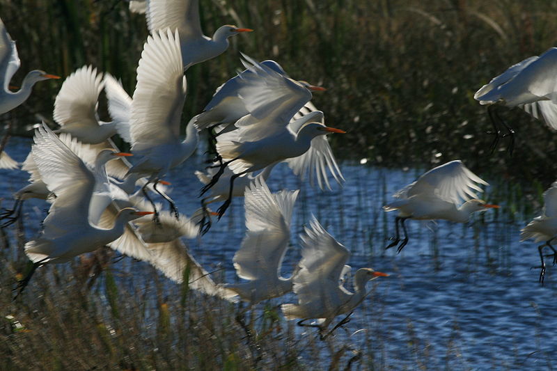 Bruxelles apre un'indagine sul bracconaggio nel Delta del Po