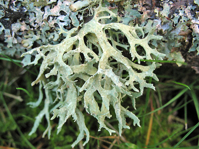 Diario di Pratale: l'Evernia prunastri, muschio di quercia