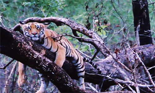 Perché la tigre dorme sull'albero? Se Google non basta
