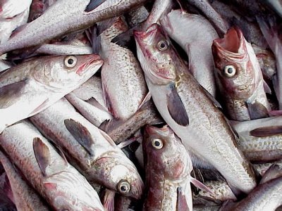 Quando abbocca l’ambientalista: la favola della pesca sostenibile