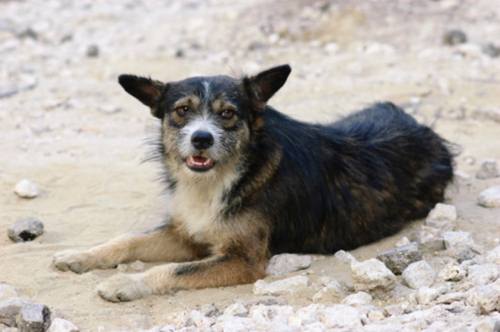 Randagismo, mattanze di cani e gatti anche in Kuwait e Albania 