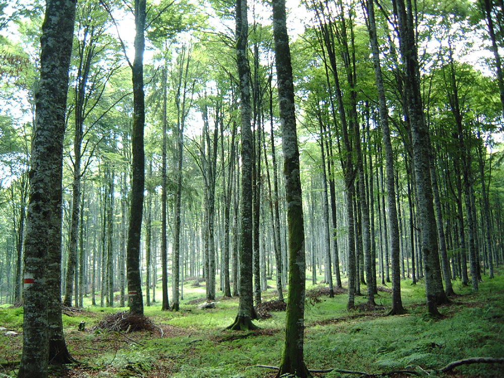 In aumento le foreste in Italia, impariamo a tenercele