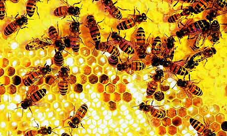 Moria di api in Valtellina, avvelenati oltre 300 alveari