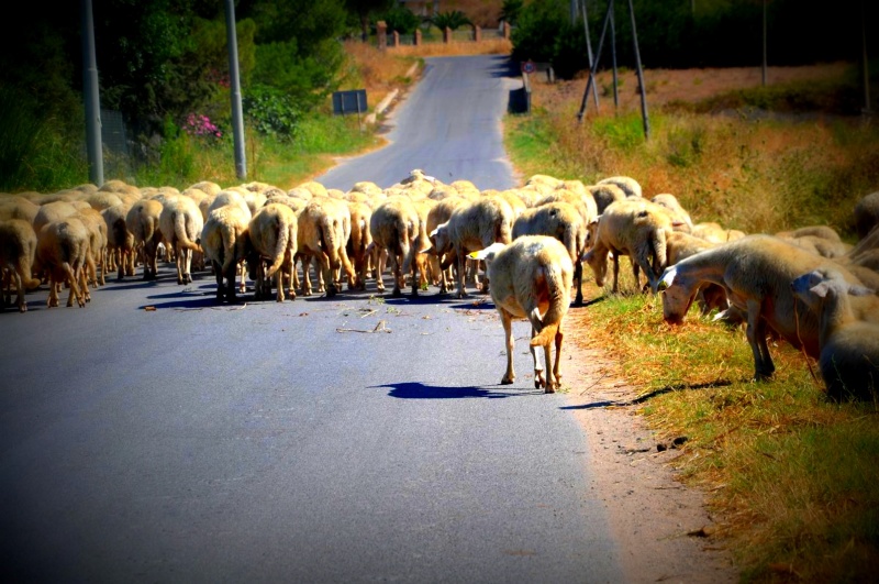 Lavoro: contro la crisi, i giovani tornano a fare i pastori
