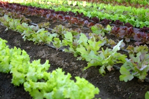 Orti e giardini condivisi, come fare? Arriva la guida