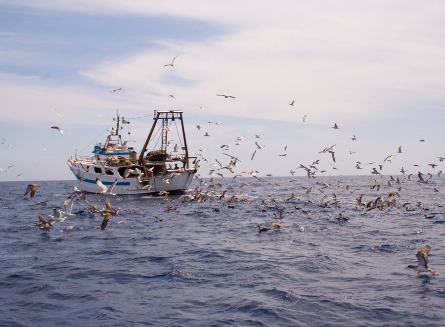 Consumi: in Italia abbiamo già finito il pesce di tutto l'anno