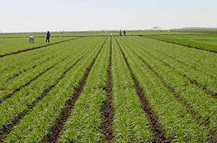 Riconvertire l'agricoltura al biologico. Ecco come e perché