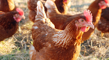 Ue: ancora indietro su galline ovaiole e benessere degli animali non umani