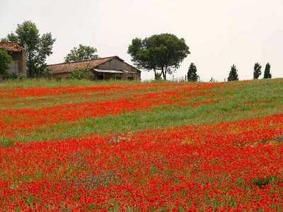 Attacco al polmone verde di Roma, l'agro a rischio cementificazione