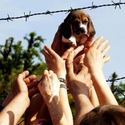 Green Hill: beagle uccisi perché 