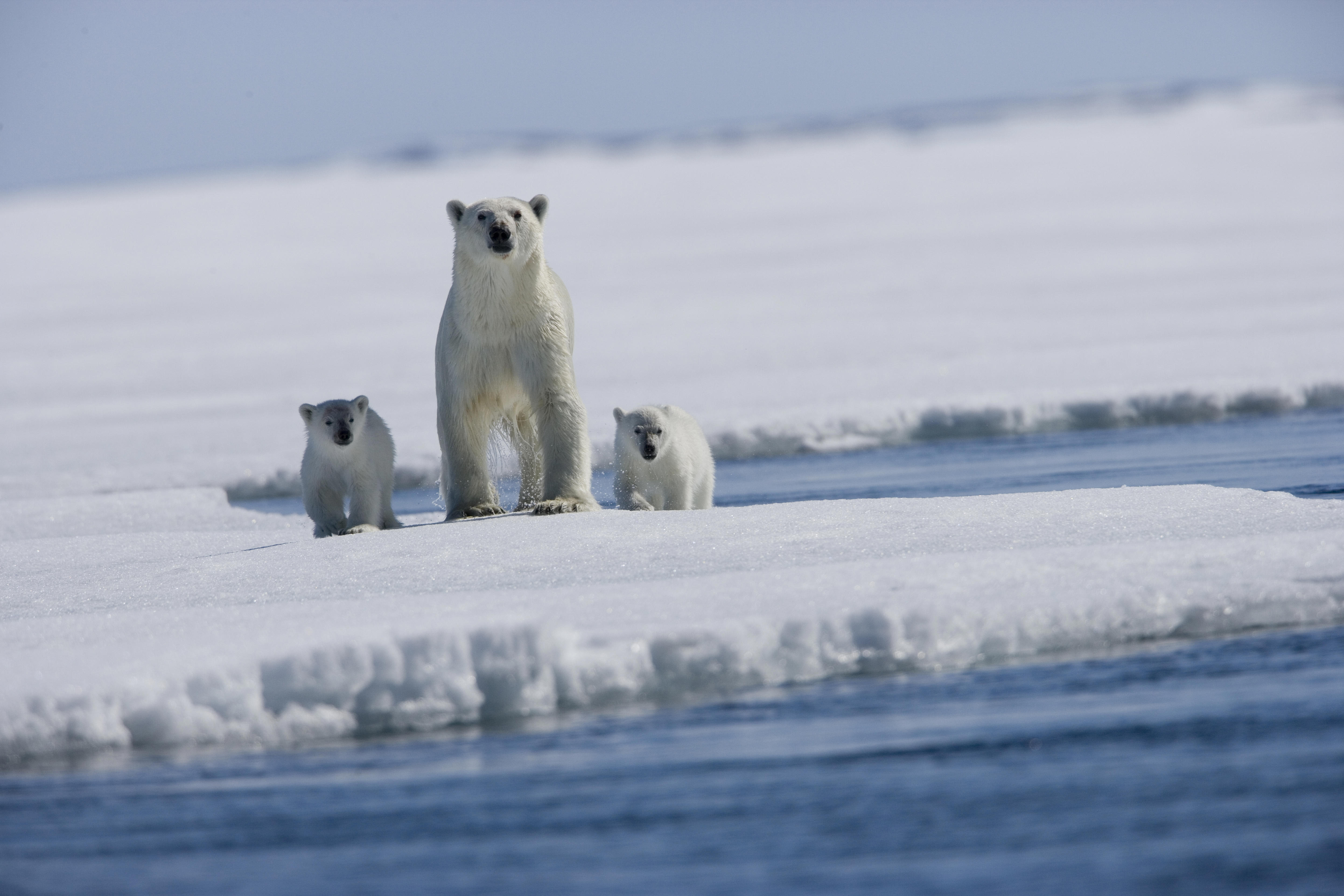 I ghiacci dell'Artico scendono al minimo storico