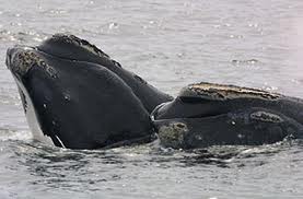 Il canto e la tecnologia per salvare le balene del Nord Atlantico