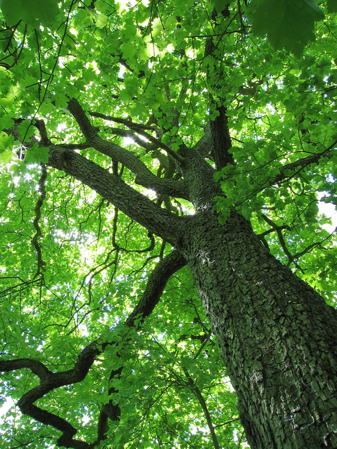 21 Novembre, Giornata Nazionale dell'Albero