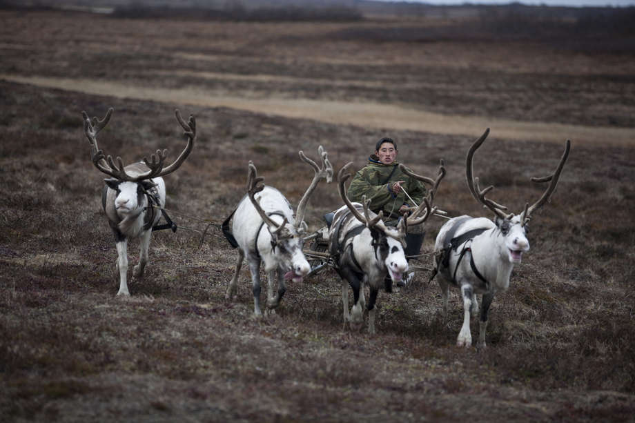 Un Natale di minacce ai popoli delle renne