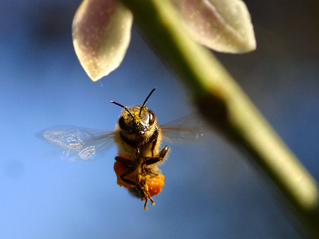 Moria api: Ue limiterà l'uso di pesticidi tossici