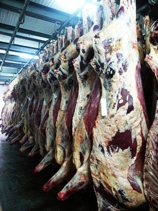 Acido lattico per decontaminare carcasse bovine: sì dell'Ue