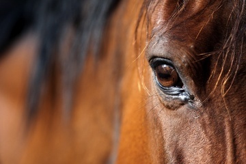 Carne di cavallo: il caso si allarga all'Italia