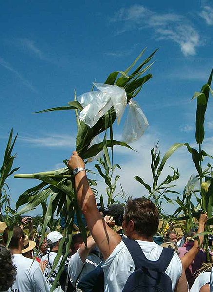 Gli OGM avanzano in Europa. L'Italia può ancora scegliere?