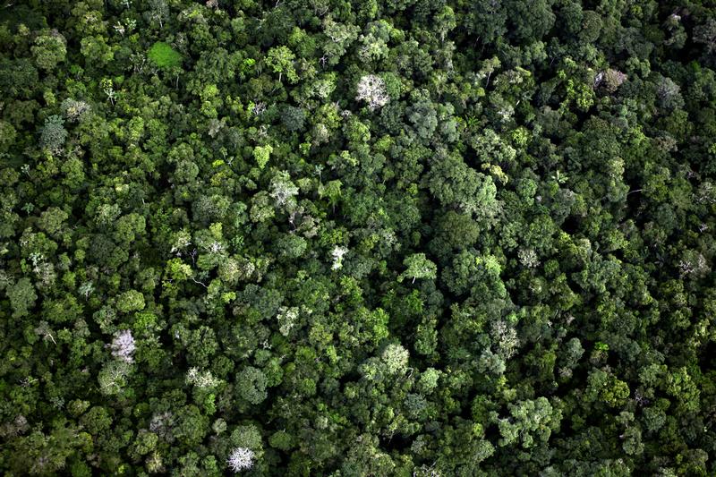 Foreste, fonte di vita e patrimonio di biodiversità