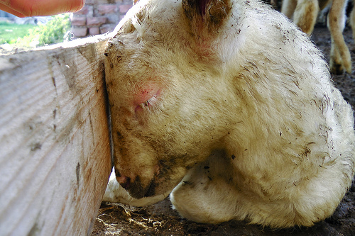 A Pasqua “Salva un agnello”, l'investigazione di Animal Equality