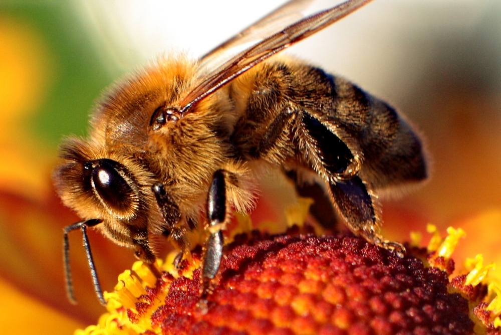 Pesticidi killer in Europa: “stiamo perdendo le api”