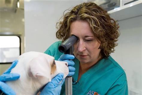 Animal CSI, un veterinario forense contro il maltrattamento